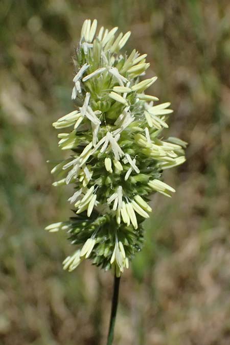 Lamarckia aurea \ Gold-Gras, GR Peloponnes, Kalavryta 23.5.2024