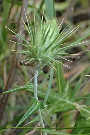 Lamyropsis cynaroides \ Artischockenhnliche Lamyropsis / Artichoke-Like Lamyropsis, GR Peloponnes, Taygetos, Viros - Schlucht / Gorge 25.5.2024