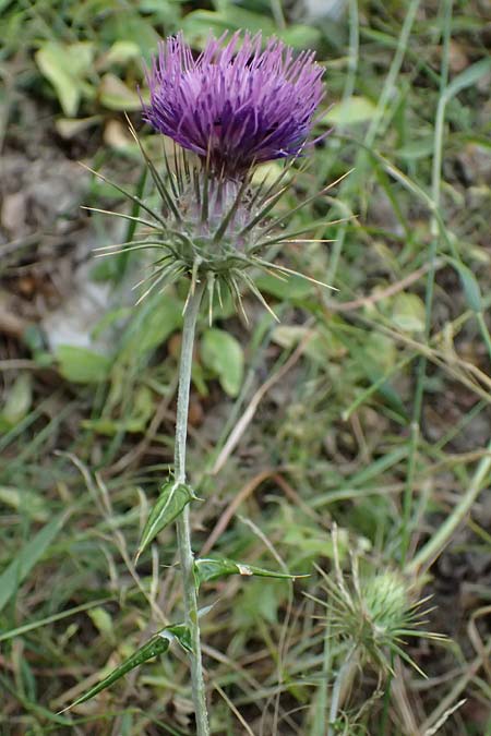 Lamyropsis cynaroides \ Artischockenhnliche Lamyropsis / Artichoke-Like Lamyropsis, GR Peloponnes, Taygetos, Viros - Schlucht / Gorge 25.5.2024