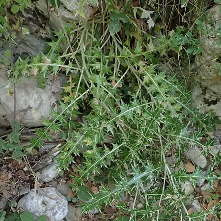 Lamyropsis cynaroides \ Artischockenhnliche Lamyropsis / Artichoke-Like Lamyropsis, GR Peloponnes, Taygetos, Viros - Schlucht / Gorge 25.5.2024