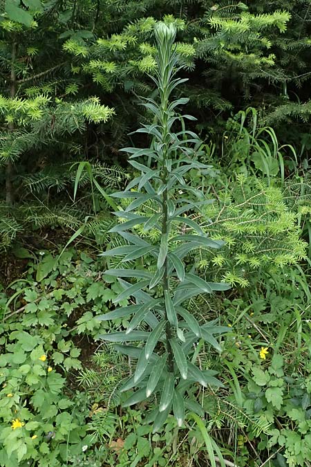 Lilium chalcedonicum \ Chalzedonische Lilie, GR Peloponnes, Taygetos 27.5.2024
