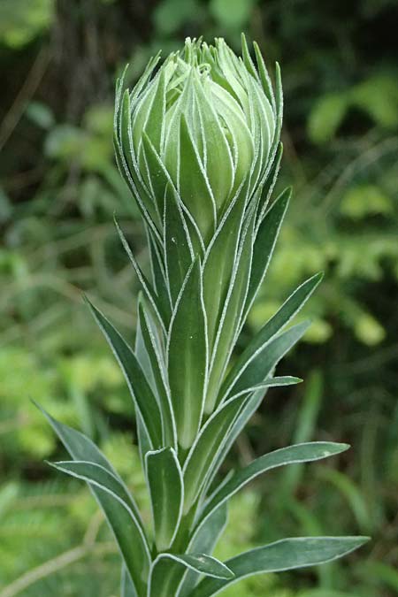 Lilium chalcedonicum \ Chalzedonische Lilie, GR Peloponnes, Taygetos 27.5.2024