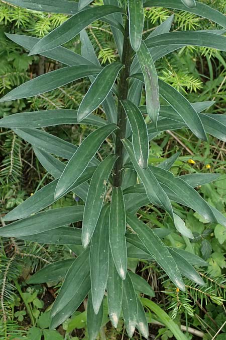 Lilium chalcedonicum \ Chalzedonische Lilie, GR Peloponnes, Taygetos 27.5.2024