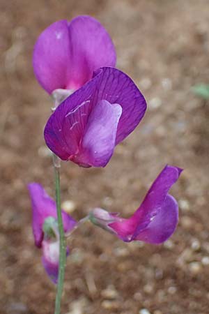 Lathyrus digitatus \ Fingerblttrige Platterbse / Finger-Leaved Vetchling, GR Peloponnes, Taygetos 27.5.2024