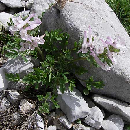 Corydalis densiflora / Dense-Flowered Corydalis, GR Timfi 17.5.2008