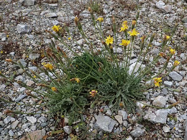 Leontodon graecus / Greek Hawkbit, GR Peloponnes, Taygetos 27.5.2024