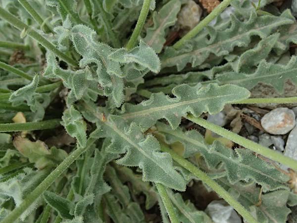 Leontodon graecus / Greek Hawkbit, GR Peloponnes, Taygetos 27.5.2024