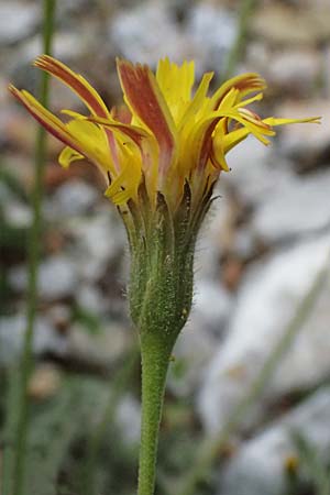 Leontodon graecus / Greek Hawkbit, GR Peloponnes, Taygetos 27.5.2024