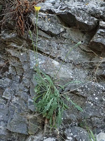 Leontodon graecus / Greek Hawkbit, GR Hymettos 11.4.2024