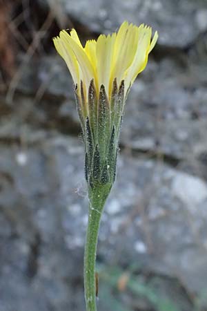Leontodon graecus / Greek Hawkbit, GR Hymettos 11.4.2024
