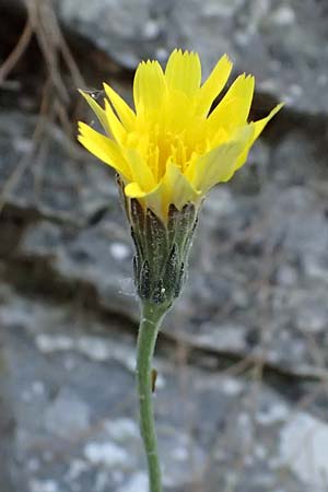 Leontodon graecus / Greek Hawkbit, GR Hymettos 11.4.2024