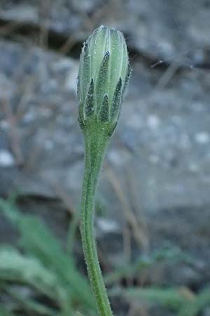 Leontodon graecus / Greek Hawkbit, GR Hymettos 11.4.2024