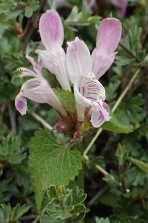 Lamium garganicum \ Gargano-Taubnessel / Large Red Dead-Nettle, GR Peloponnes, Chelmos 18.5.2024
