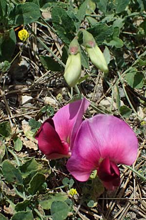 Lathyrus grandiflorus \ Stauden-Wicke / Everlasting Pea, GR Peloponnes, Mt. Kyllini, Mesi Trikalon 21.5.2024