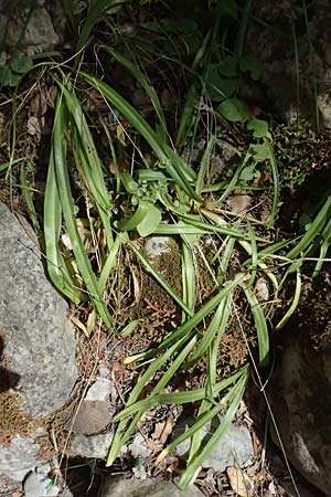 Scilla messeniaca \ Messenischer Blaustern / Messenian Squill, GR Peloponnes, Taygetos, Viros - Schlucht / Gorge 25.5.2024