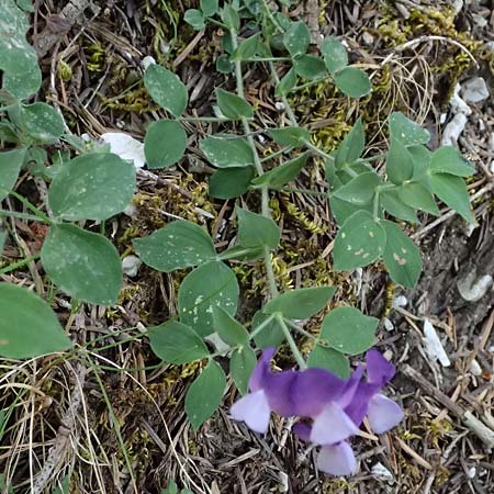 Lathyrus laxiflorus \ Lockerbltige Platterbse, GR Peloponnes, Saitas 19.5.2024