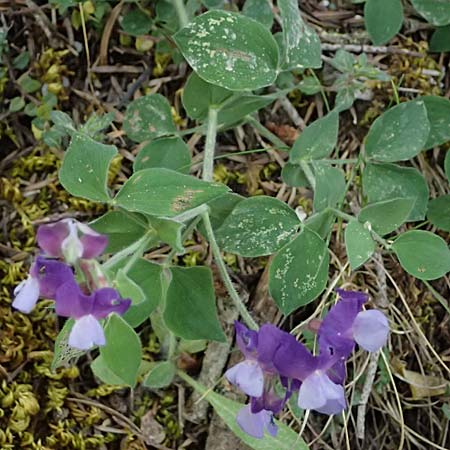 Lathyrus laxiflorus \ Lockerbltige Platterbse, GR Peloponnes, Saitas 19.5.2024