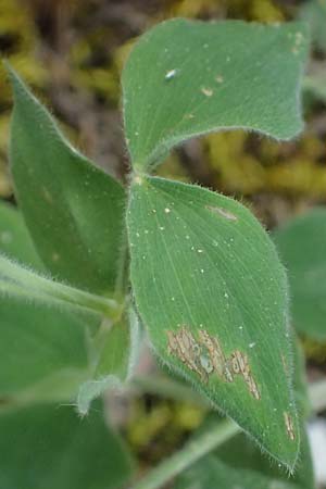 Lathyrus laxiflorus \ Lockerbltige Platterbse, GR Peloponnes, Saitas 19.5.2024
