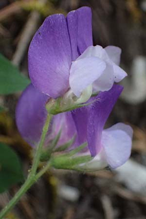 Lathyrus laxiflorus \ Lockerbltige Platterbse, GR Peloponnes, Saitas 19.5.2024