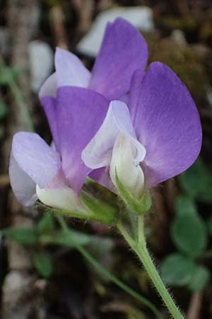 Lathyrus laxiflorus \ Lockerbltige Platterbse, GR Peloponnes, Saitas 19.5.2024