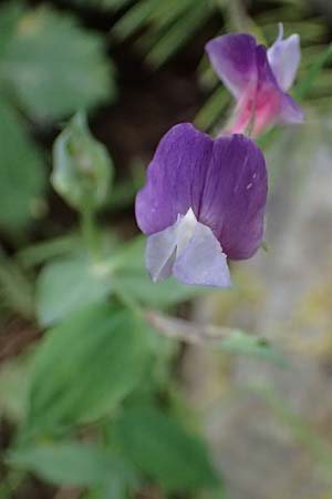 Lathyrus laxiflorus \ Lockerbltige Platterbse, GR Peloponnes, Taygetos 27.5.2024