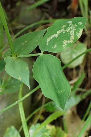 Lathyrus laxiflorus \ Lockerbltige Platterbse, GR Peloponnes, Taygetos 27.5.2024