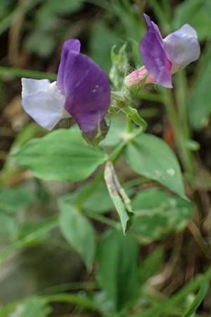 Lathyrus laxiflorus \ Lockerbltige Platterbse, GR Peloponnes, Taygetos 27.5.2024