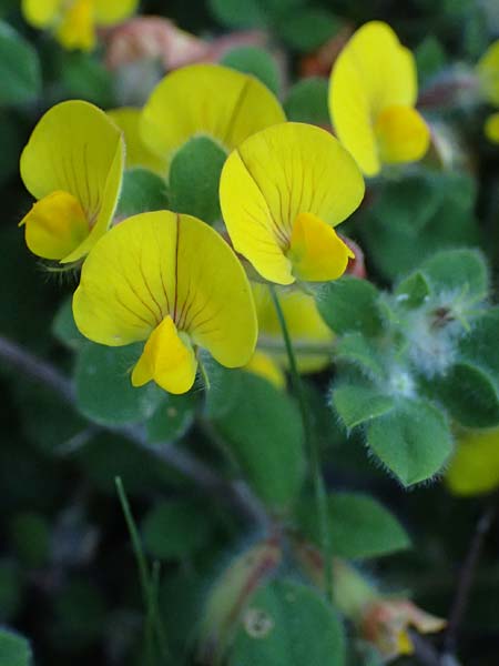 Hammatolobium lotoides \ Griechische Knotenfrucht, GR Peloponnes, Saitas 22.5.2024