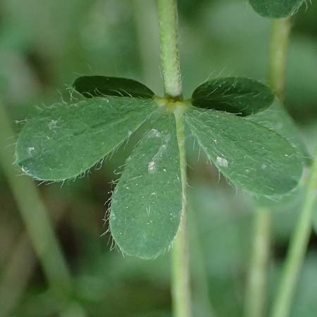 Lotus herbaceus \ Krautiger Backenklee / Herb Canary Clover, GR Peloponnes, Chelmos, Klitoria 23.5.2024