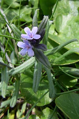 Buglossoides incrassata subsp. incrassata \ Blulicher Acker-Steinsame / Blue Field Gromwell, GR Timfi 17.5.2008