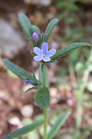 Buglossoides incrassata subsp. incrassata \ Blulicher Acker-Steinsame / Blue Field Gromwell, GR Zagoria, Monodendri 19.5.2008