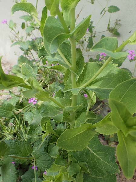 Lactuca sativa \ Kopfsalat, GR Athen 10.4.2019