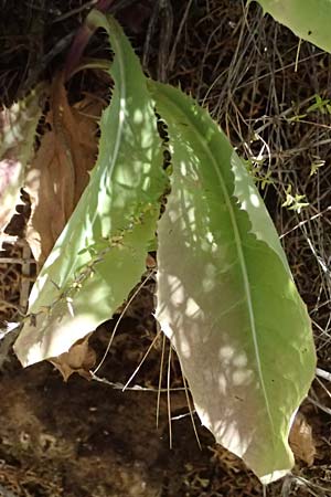Lactuca tuberosa \ Knolliger Lattich / Tuberous Lettuce, GR Peloponnes, Taygetos, Viros - Schlucht / Gorge 31.5.2024