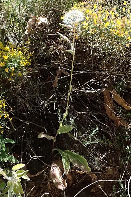 Lactuca tuberosa \ Knolliger Lattich / Tuberous Lettuce, GR Peloponnes, Taygetos, Viros - Schlucht / Gorge 31.5.2024