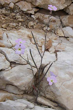 Malcolmia graeca subsp. hydraea \ Hydra-Meerviole, GR Parnitha 22.5.2008