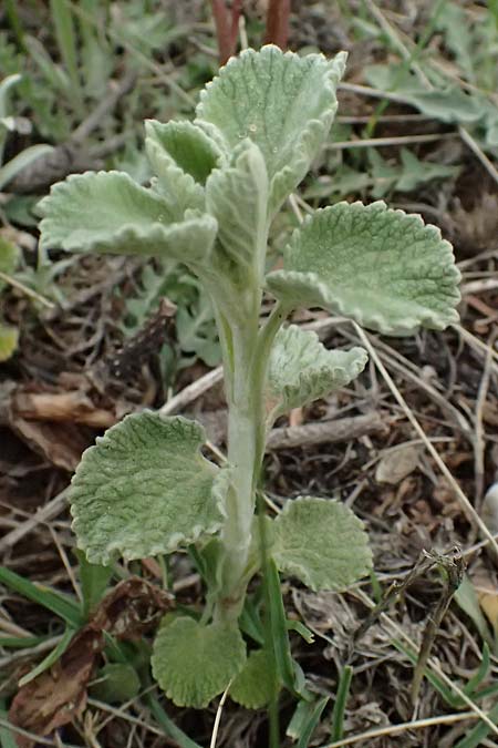 Marrubium velutinum subsp. cylleneum \ Kyllini-Andorn / Kyllini Horehound, GR Peloponnes, Chelmos 18.5.2024
