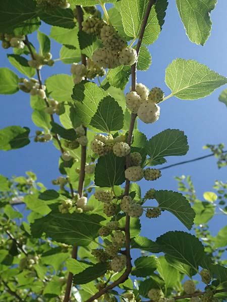 Morus alba \ Weier Maulbeerbaum, GR Peloponnes, Taygetos, Kastania 28.5.2024