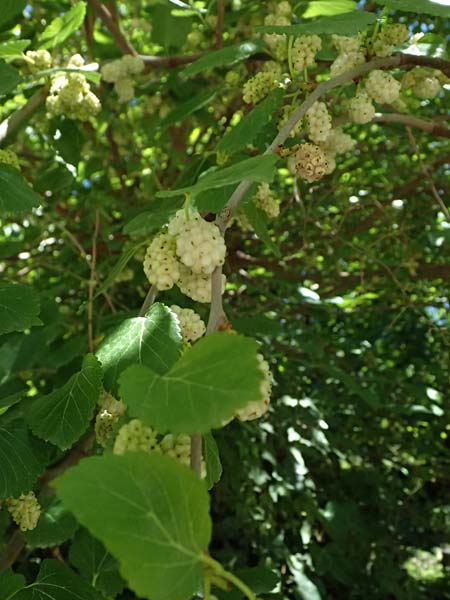 Morus alba \ Weier Maulbeerbaum, GR Peloponnes, Taygetos, Kastania 28.5.2024