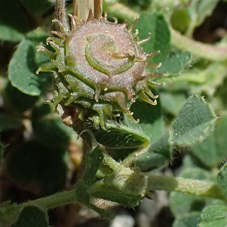 Medicago rigidula \ Sammet-Schneckenklee / Rigid Medick, Tifton Burclover, GR Peloponnes, Saitas 19.5.2024