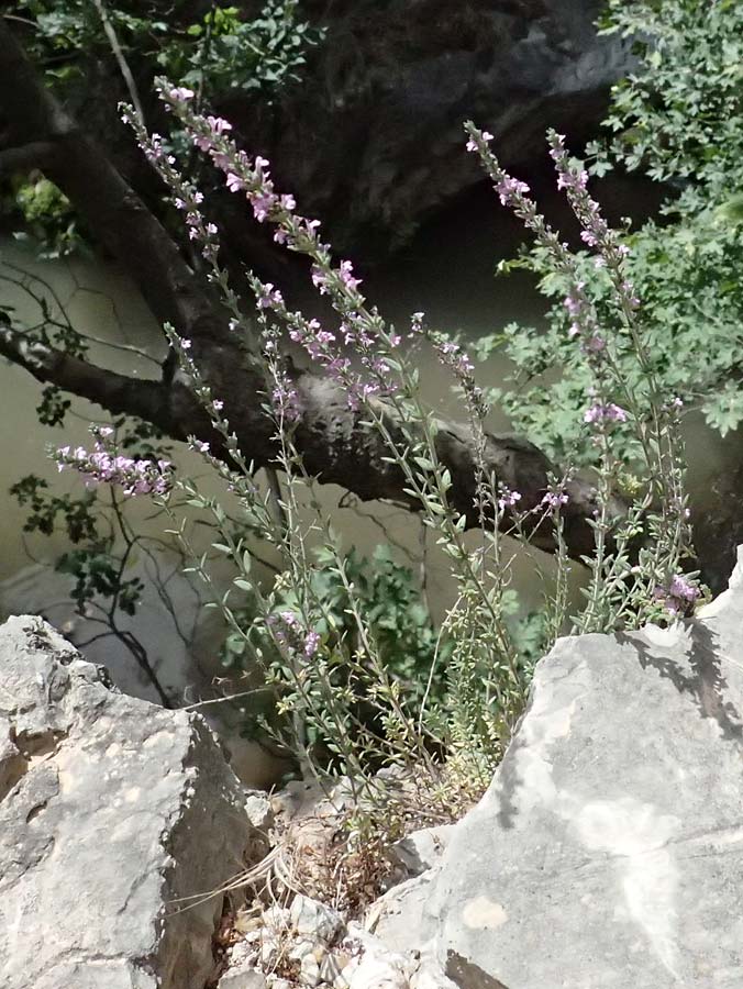 Micromeria juliana \ Sankt Julian-Steinminze / Saint Julian Savory, GR Peloponnes, Kalavryta 20.5.2024