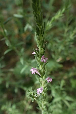 Micromeria juliana \ Sankt Julian-Steinminze / Saint Julian Savory, GR Peloponnes, Taygetos, Viros - Schlucht / Gorge 25.5.2024