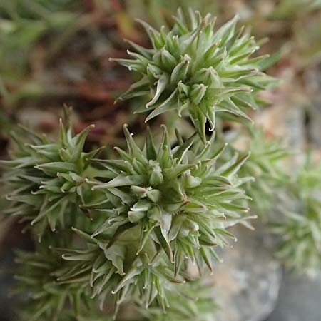 Minuartia hamata \ Haken-Miere, GR Peloponnes, Chelmos 18.5.2024