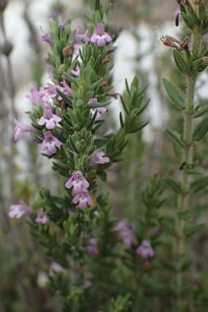 Micromeria juliana \ Sankt Julian-Steinminze / Saint Julian Savory, GR Peloponnes, Taygetos, Viros - Schlucht / Gorge 29.5.2024