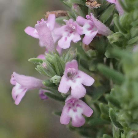 Micromeria juliana \ Sankt Julian-Steinminze / Saint Julian Savory, GR Peloponnes, Taygetos, Viros - Schlucht / Gorge 29.5.2024
