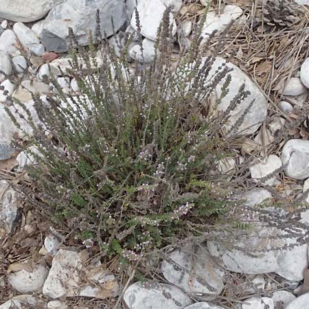 Micromeria juliana \ Sankt Julian-Steinminze / Saint Julian Savory, GR Peloponnes, Taygetos, Viros - Schlucht / Gorge 29.5.2024