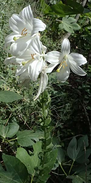 Lilium candidum \ Madonnen-Lilie, Weie Lilie / Madonna Lily, GR Peloponnes, Taygetos, Viros - Schlucht / Gorge 25.5.2024