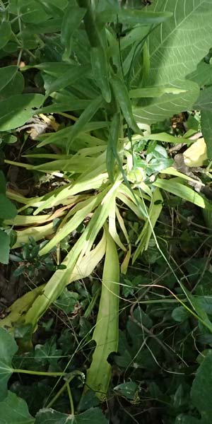 Lilium candidum \ Madonnen-Lilie, Weie Lilie / Madonna Lily, GR Peloponnes, Taygetos, Viros - Schlucht / Gorge 25.5.2024