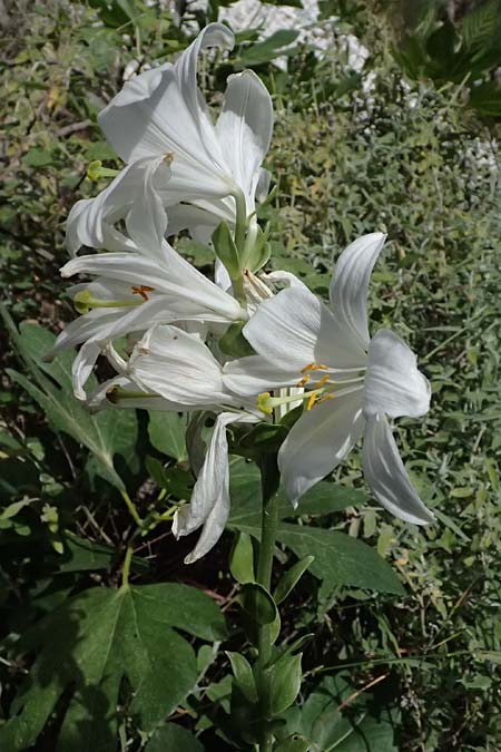 Lilium candidum \ Madonnen-Lilie, Weie Lilie / Madonna Lily, GR Peloponnes, Taygetos, Viros - Schlucht / Gorge 25.5.2024