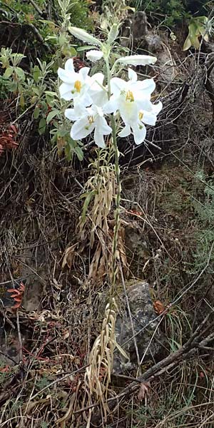 Lilium candidum \ Madonnen-Lilie, Weie Lilie / Madonna Lily, GR Peloponnes, Taygetos, Milia 26.5.2024