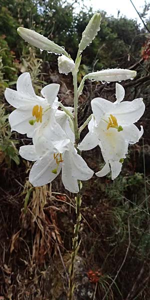 Lilium candidum \ Madonnen-Lilie, Weie Lilie / Madonna Lily, GR Peloponnes, Taygetos, Milia 26.5.2024
